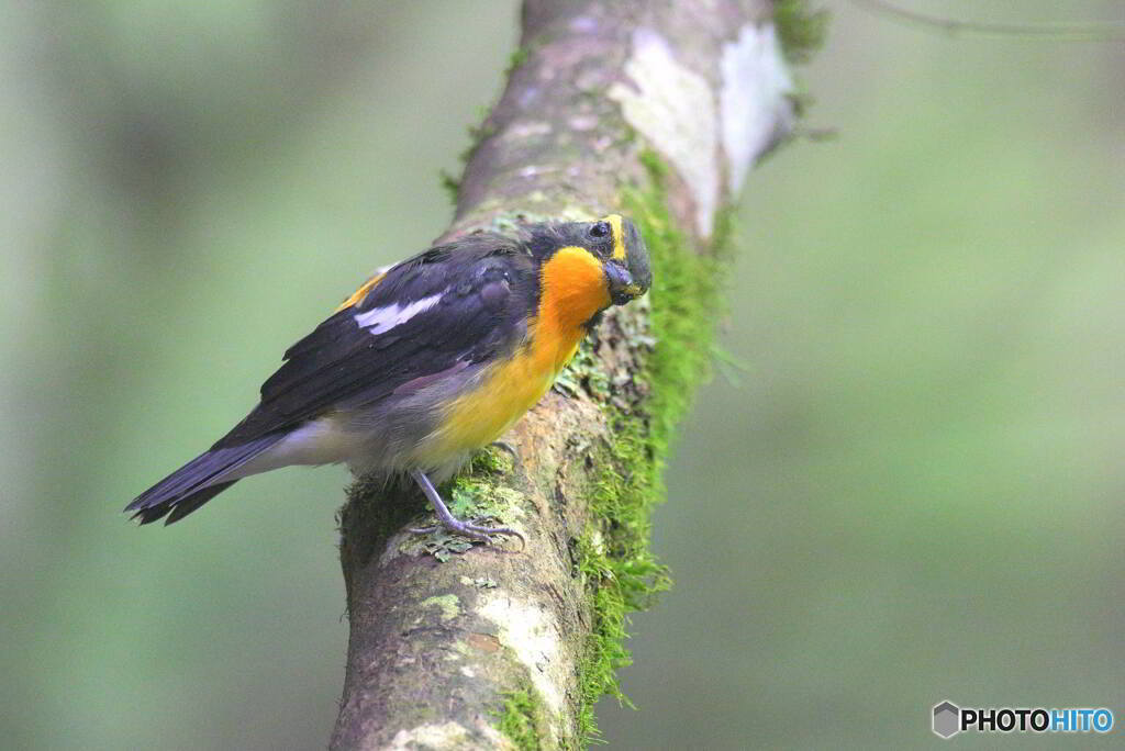 カメラ目線のキビタキ君