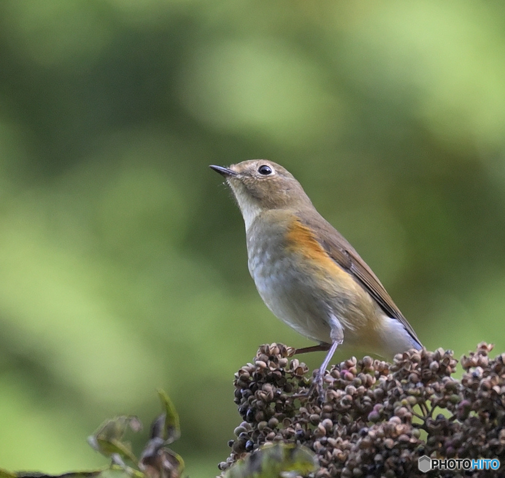 ルリビタキ♀③