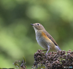 ルリビタキ♀③