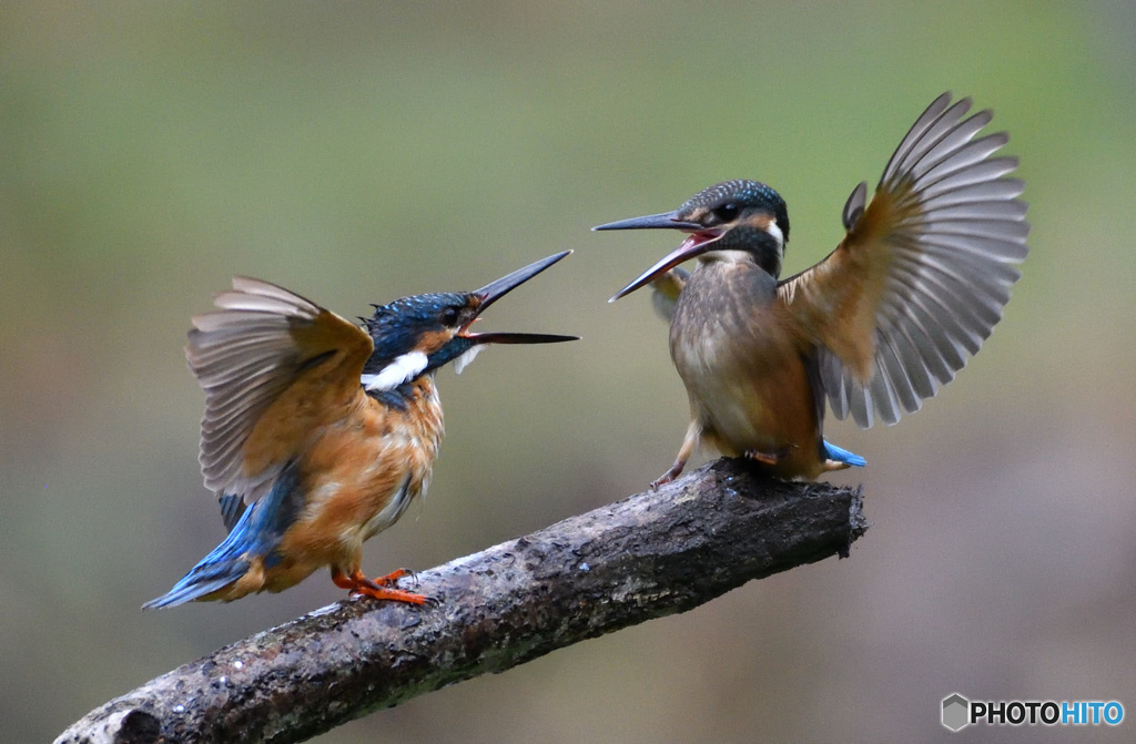 親離れ、子離れ