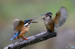 親離れ、子離れ