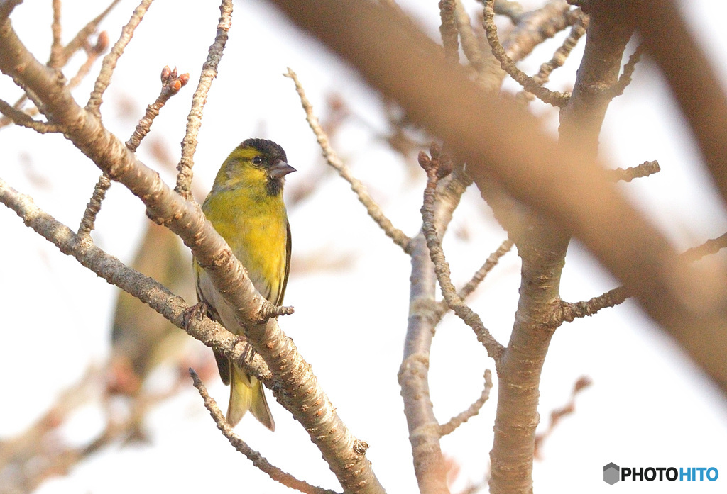 思い出のマヒワくんⅡ