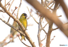 思い出のマヒワくんⅡ