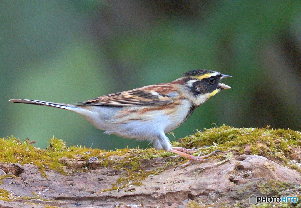吠えるミヤマ君