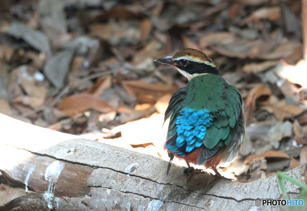 見返りヤイロチョウ②