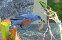獲物を仕留めたイソヒヨドリ