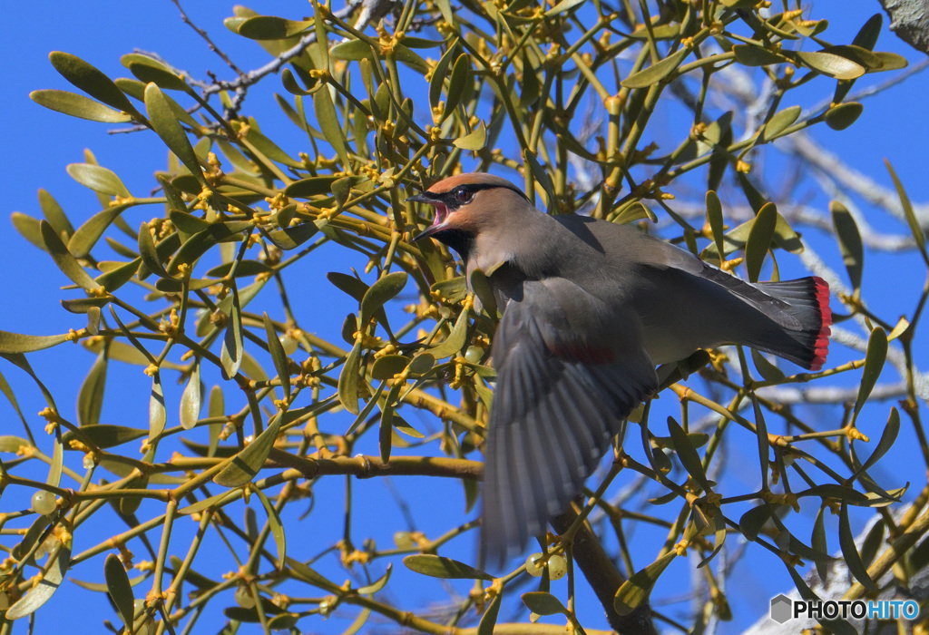 ヒレンジャク2023