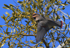 ヒレンジャク2023