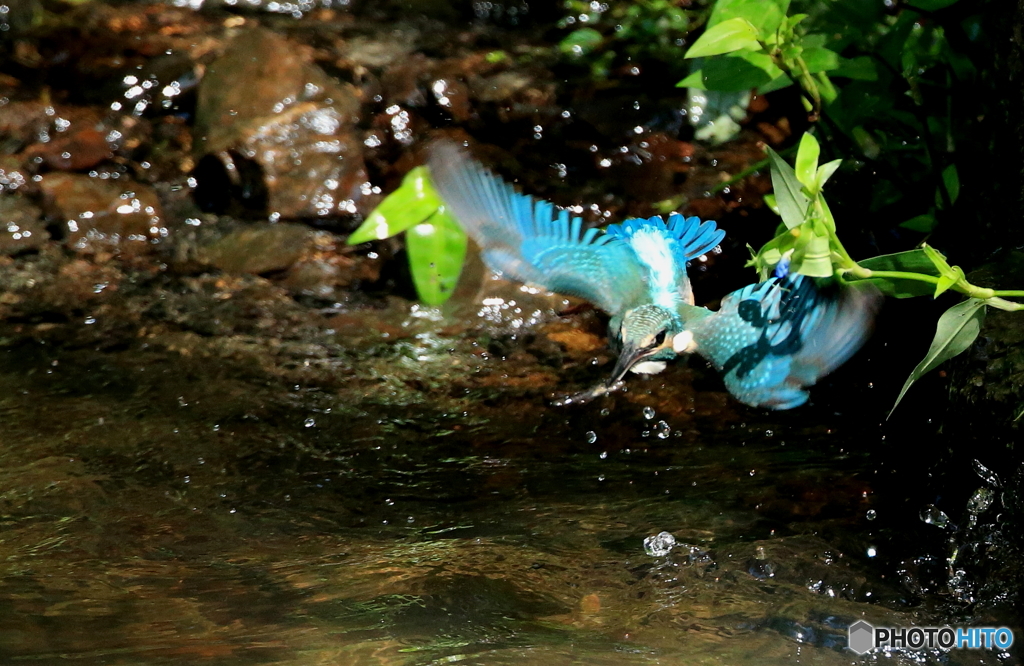 小川のブルーインパルス