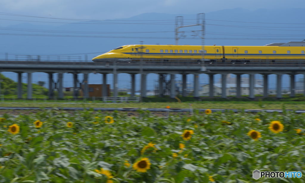 イエロー＆イエロー