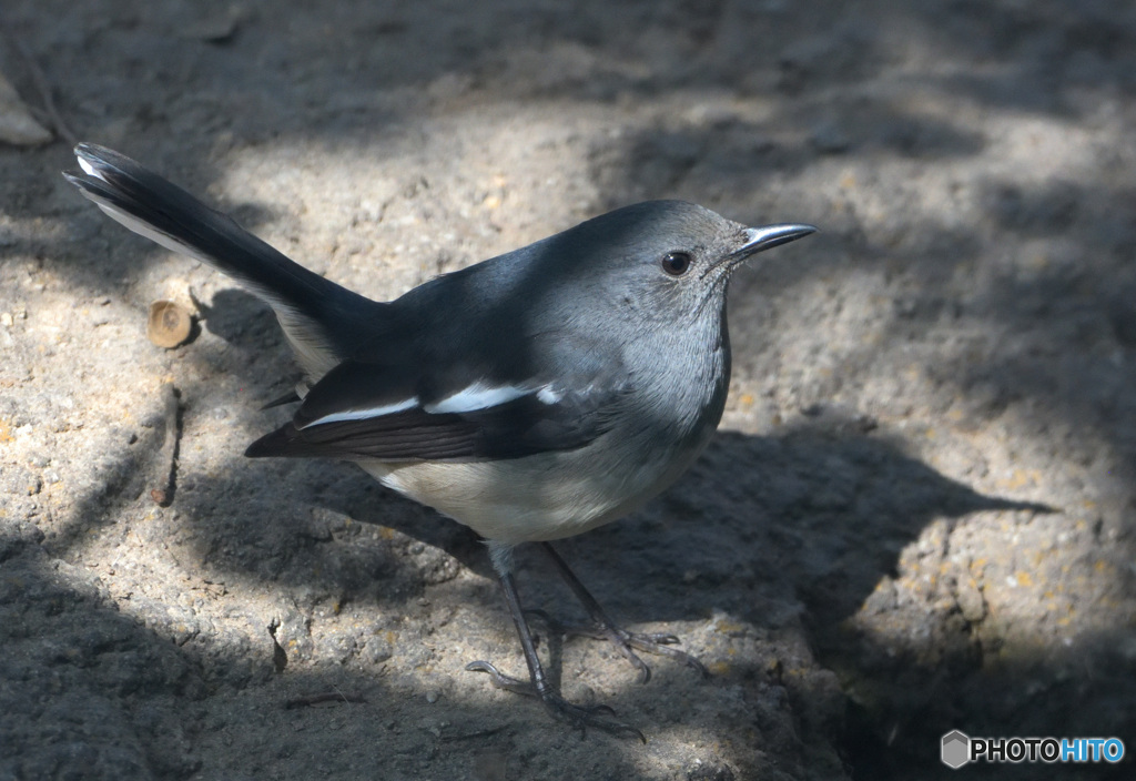初めてのシキチョウ
