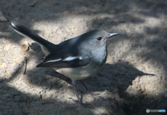 初めてのシキチョウ