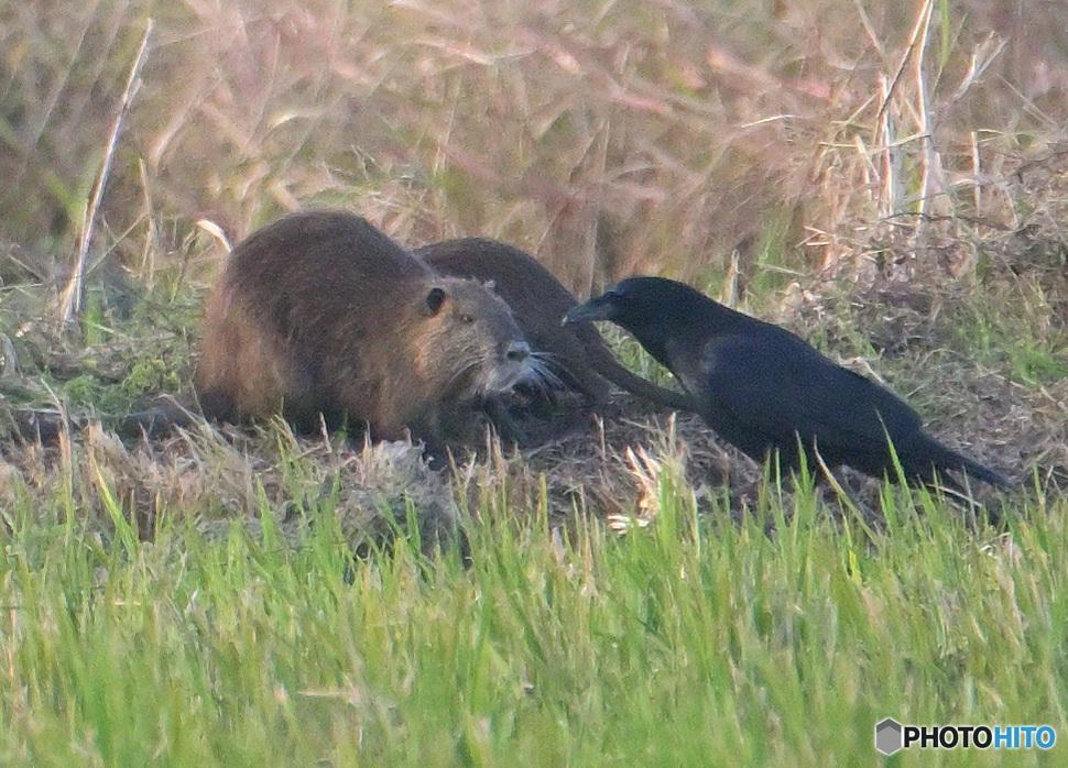 ヌートリアとカラスの密談