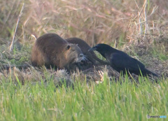 ヌートリアとカラスの密談