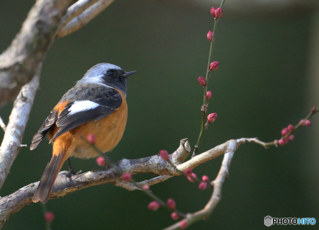 紅梅にジョウビタキ