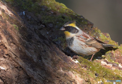 ミヤマホオジロ2022③