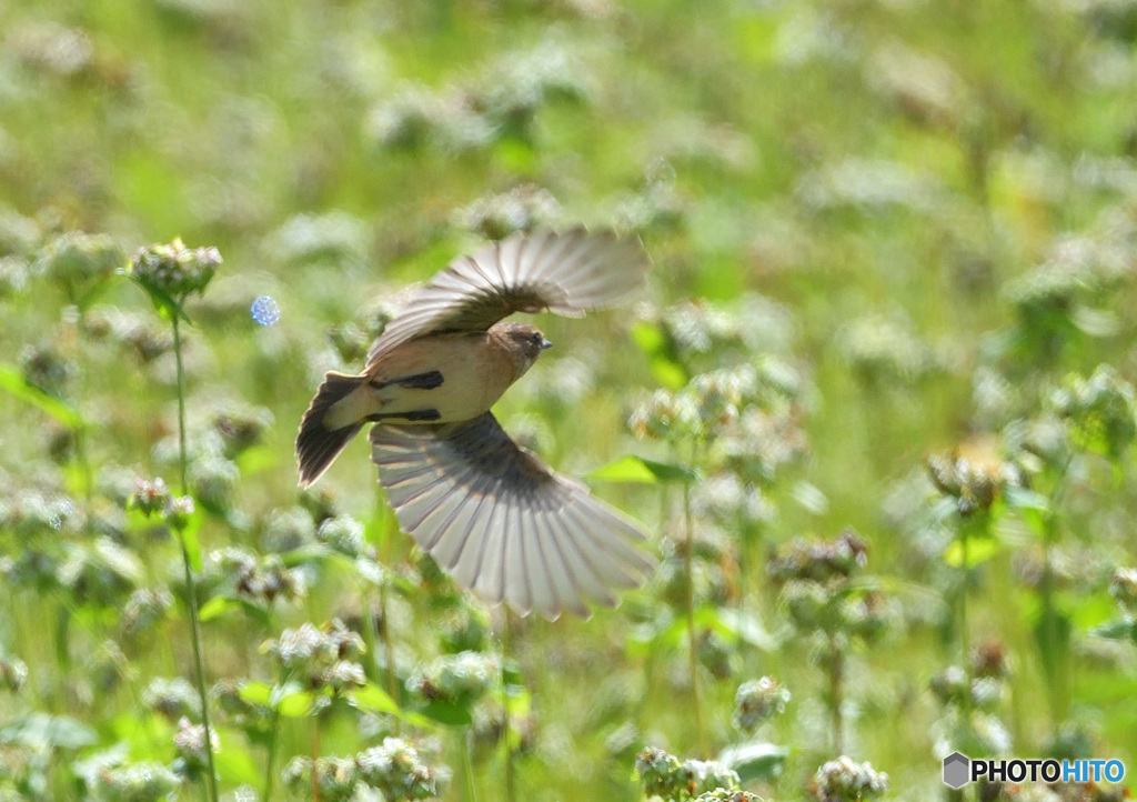 蕎麦にノビタキ③