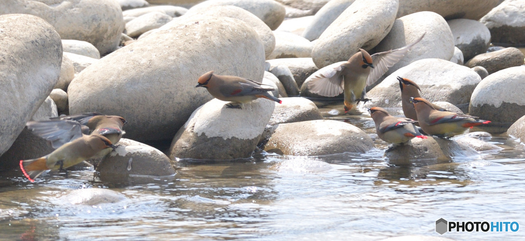 ヒレンジャク2022⑥