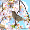 桜にニュウナイスズメ⑪