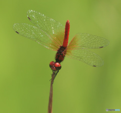 ハッチョウトンボ２０２４
