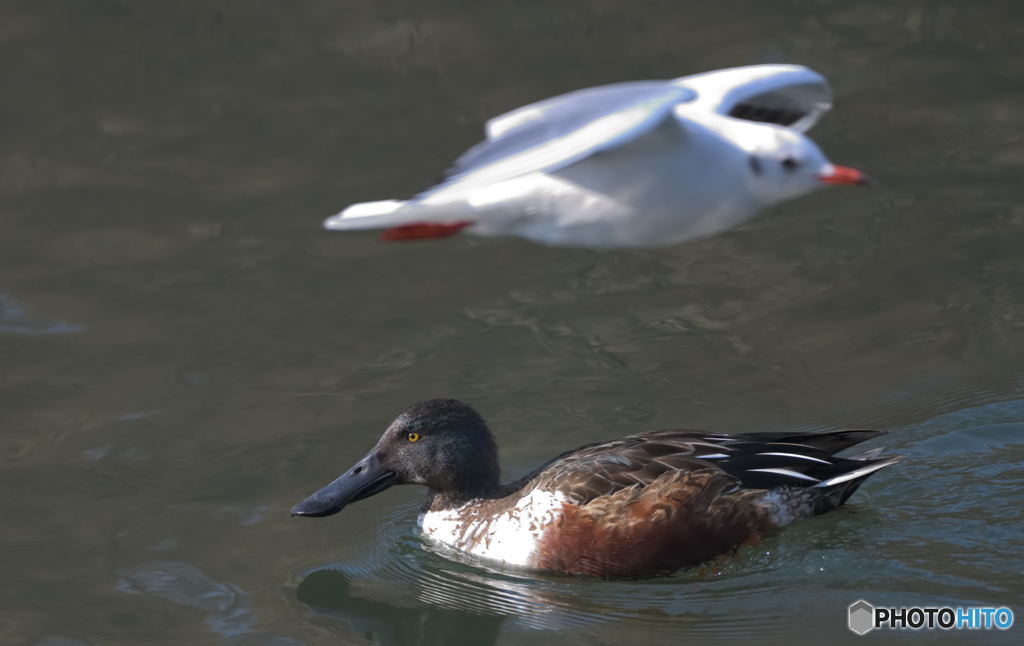 ハシビロガモとユリカモメのニア・ミス