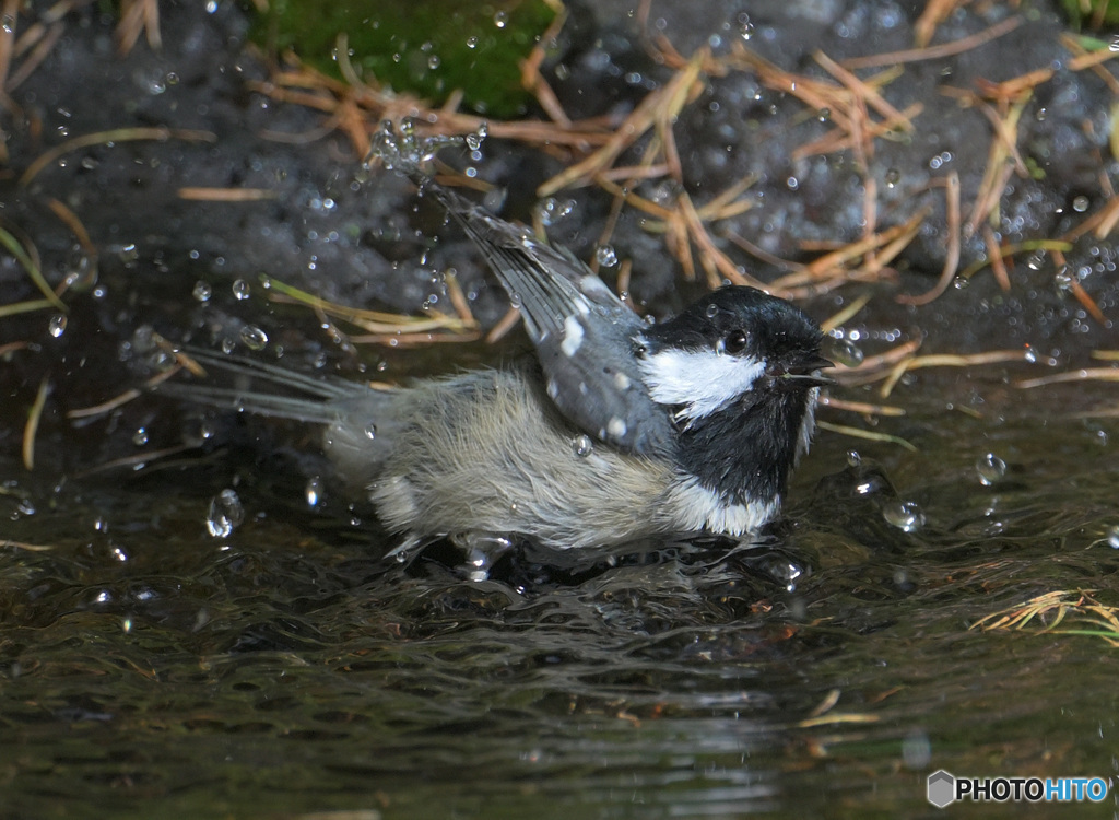 ヒガラの水浴び