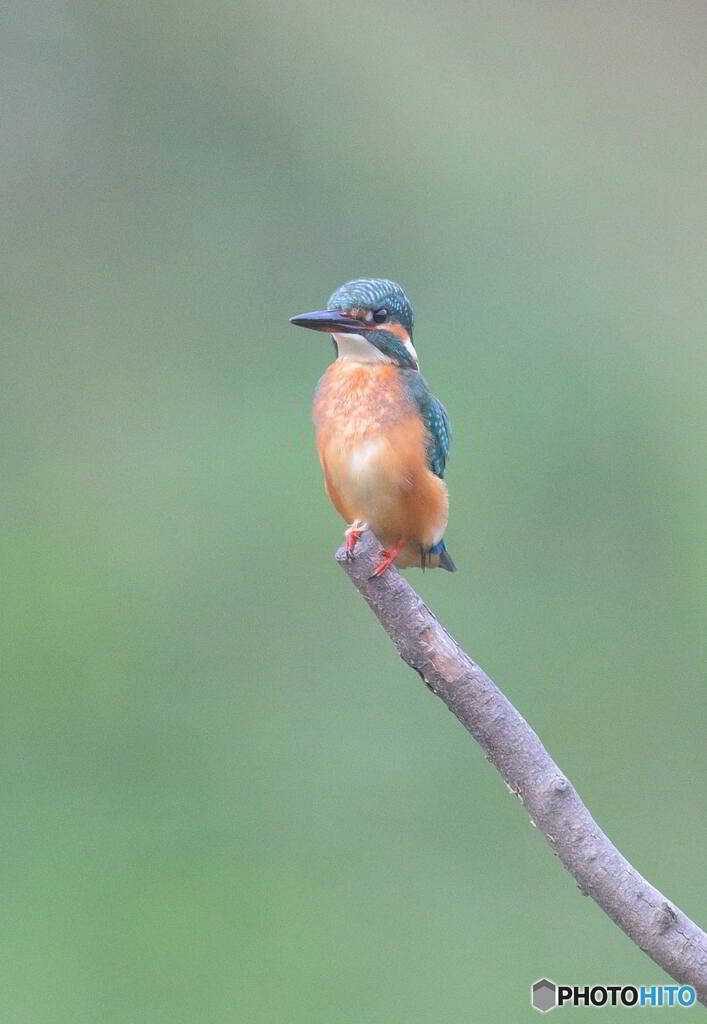 ポツンとカワセミ