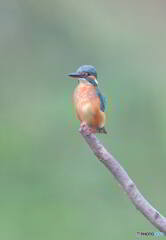 ポツンとカワセミ