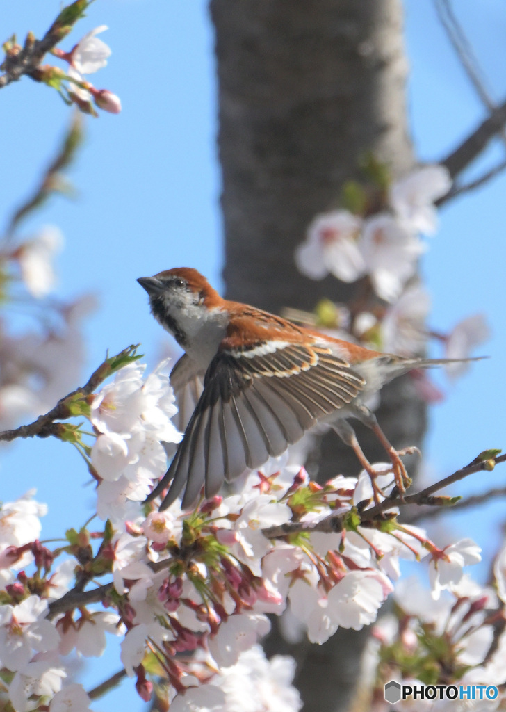 桜にニュウナイスズメ⑥