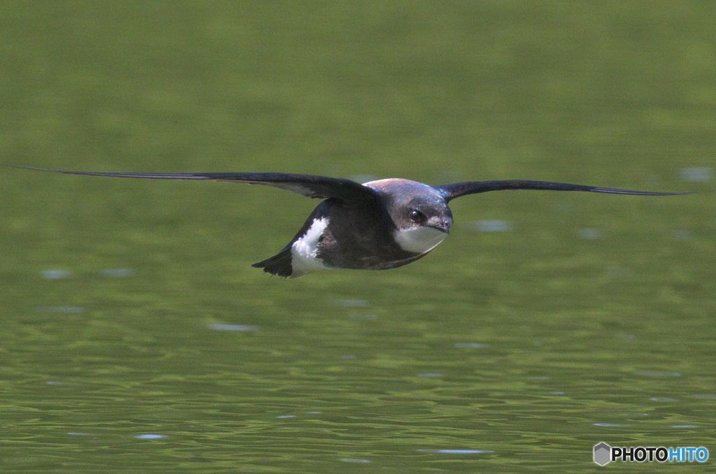 ハリオアマツバメ2022㉘