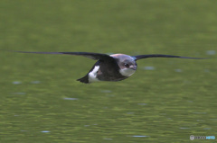 ハリオアマツバメ2022㉘