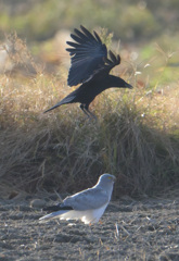 カラスとハイイロチュウヒ