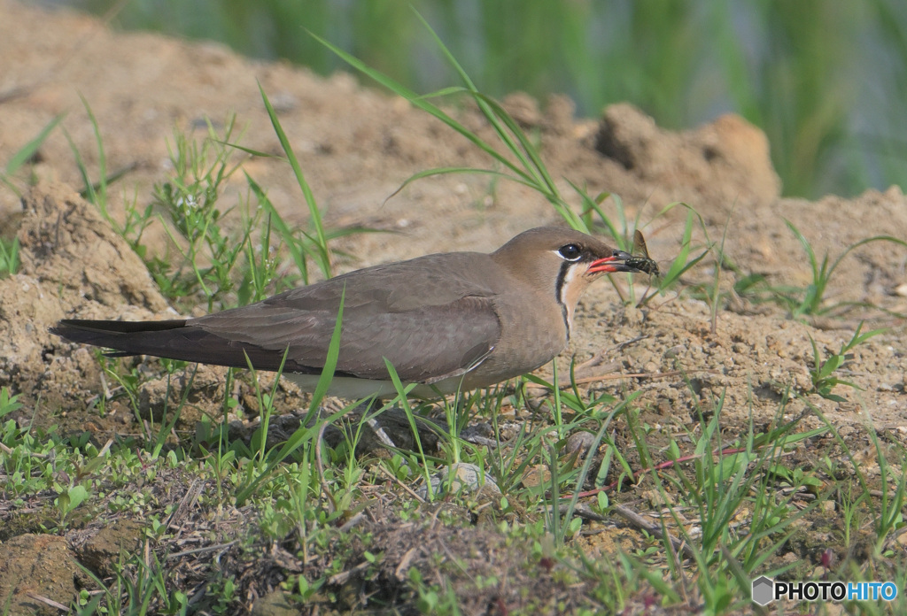 ツバメチドリの捕食
