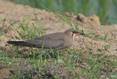 ツバメチドリの捕食