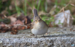 カメラ目線のニシオジロビタキさん