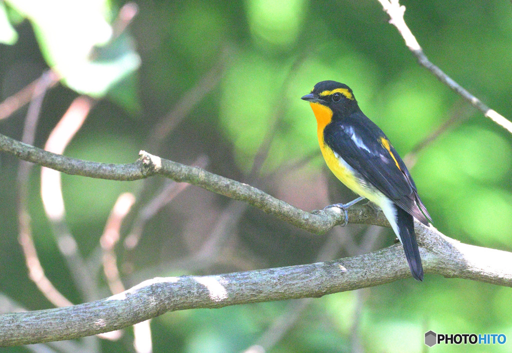 カメラ目線のキビタキ君