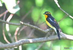 カメラ目線のキビタキ君