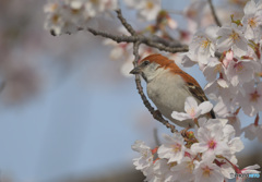 在庫のニュウナイスズメ君