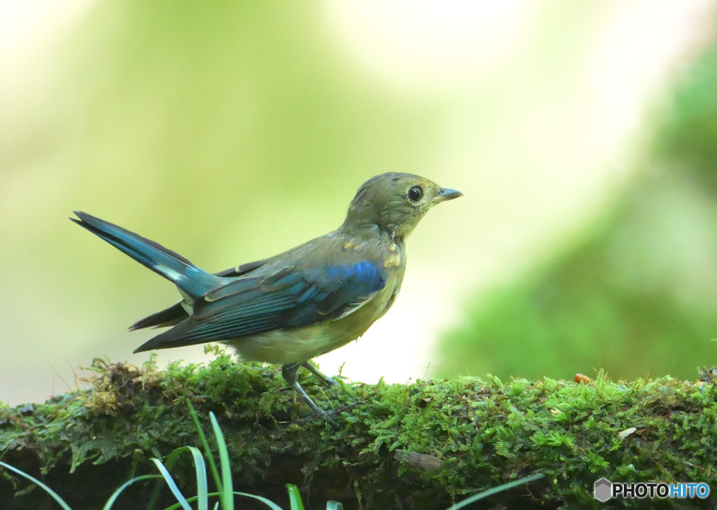 8月のオオルリ若②