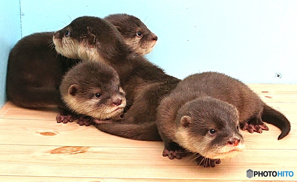 カワウソ団子Ⅱ