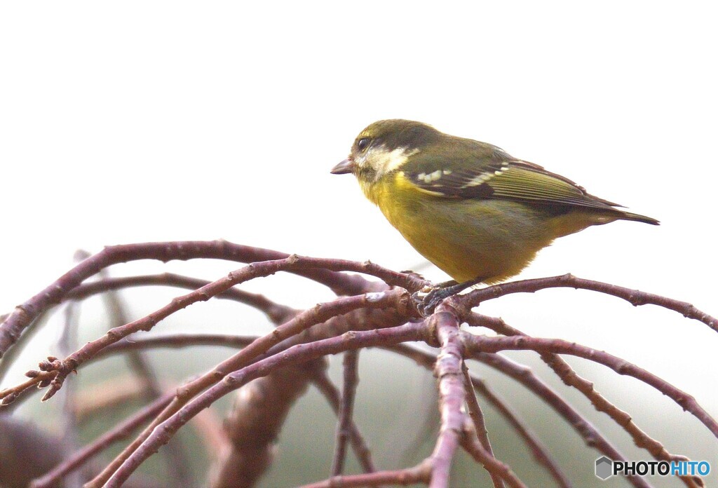 迷鳥キバラガラⅢ