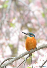 枝垂桜に翡翠