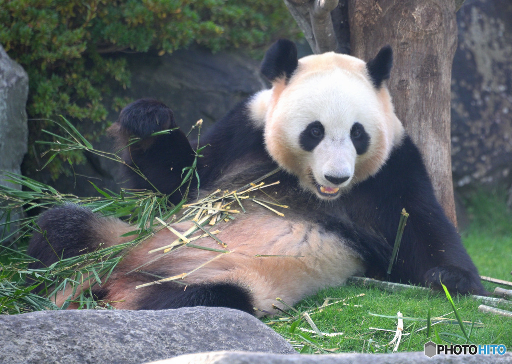 和歌山のパンダさん