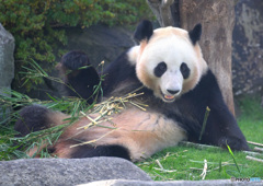 和歌山のパンダさん