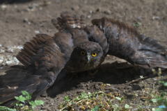 アオバズクの子
