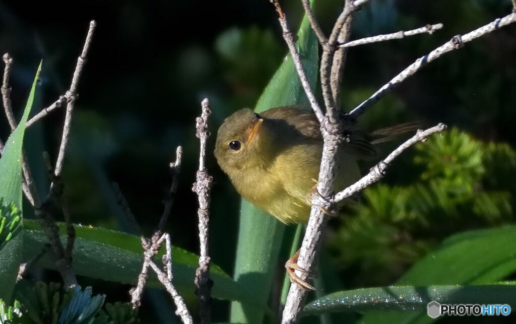 ウグイスの若？(^_^;)