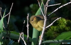 ウグイスの若？(^_^;)