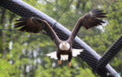 ハクトウワシの飛翔