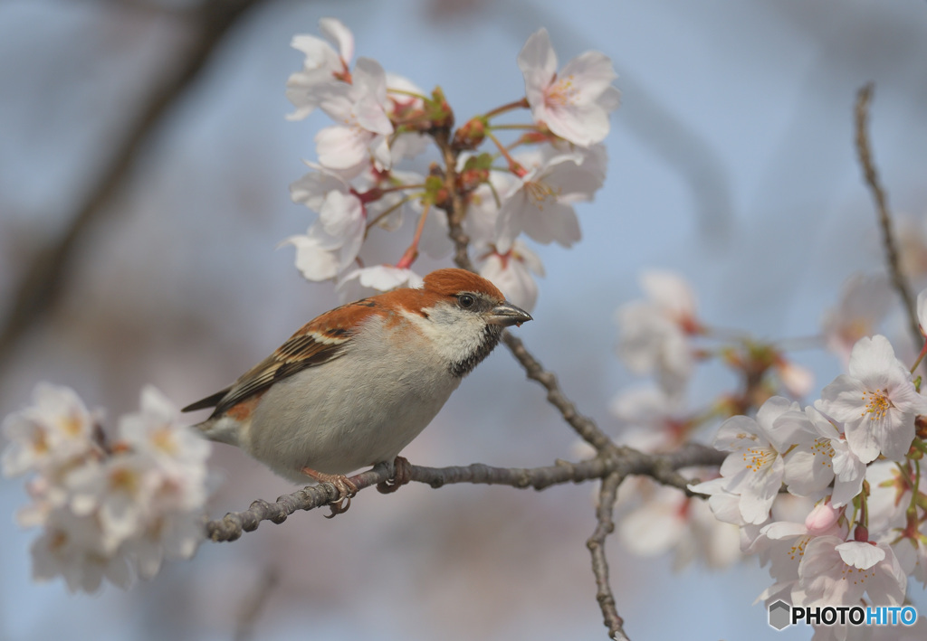 桜にニュウナイスズメ