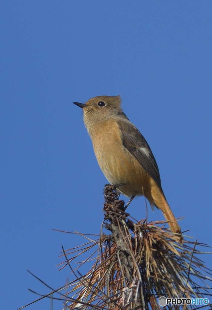 本日のジョウビタキさん